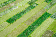 Kırk Yama Yeşil Patchwork Pamuk Yün El Dokuma Halısı 247x307 Agacan